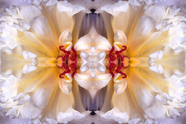 rose mandala peony petals white red and gold light.