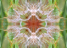 dandelion mandala